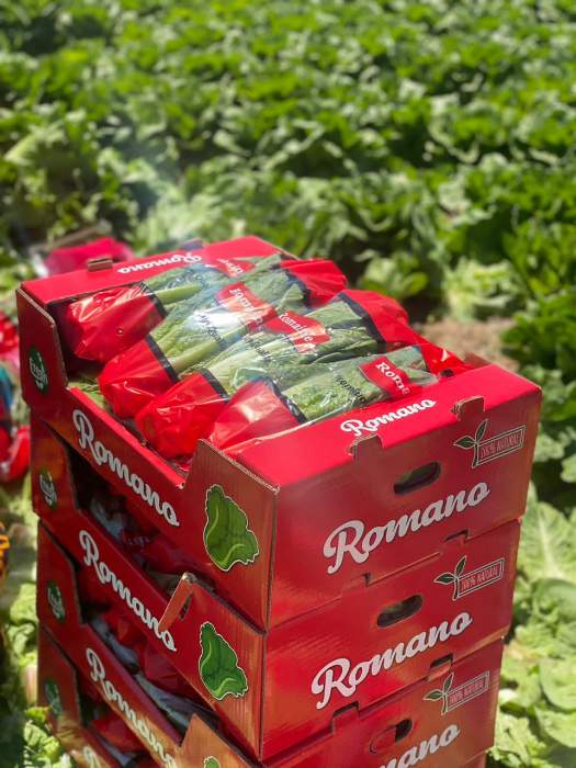 فروش کاهو ایرانی - رومانو