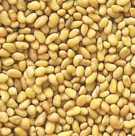 فروش بذر یونجه