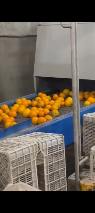 فروش پرتقال