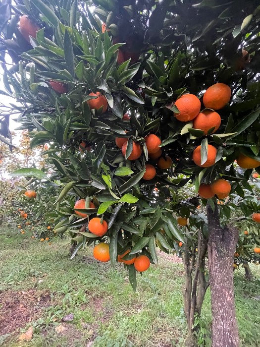 فروش پرتقال