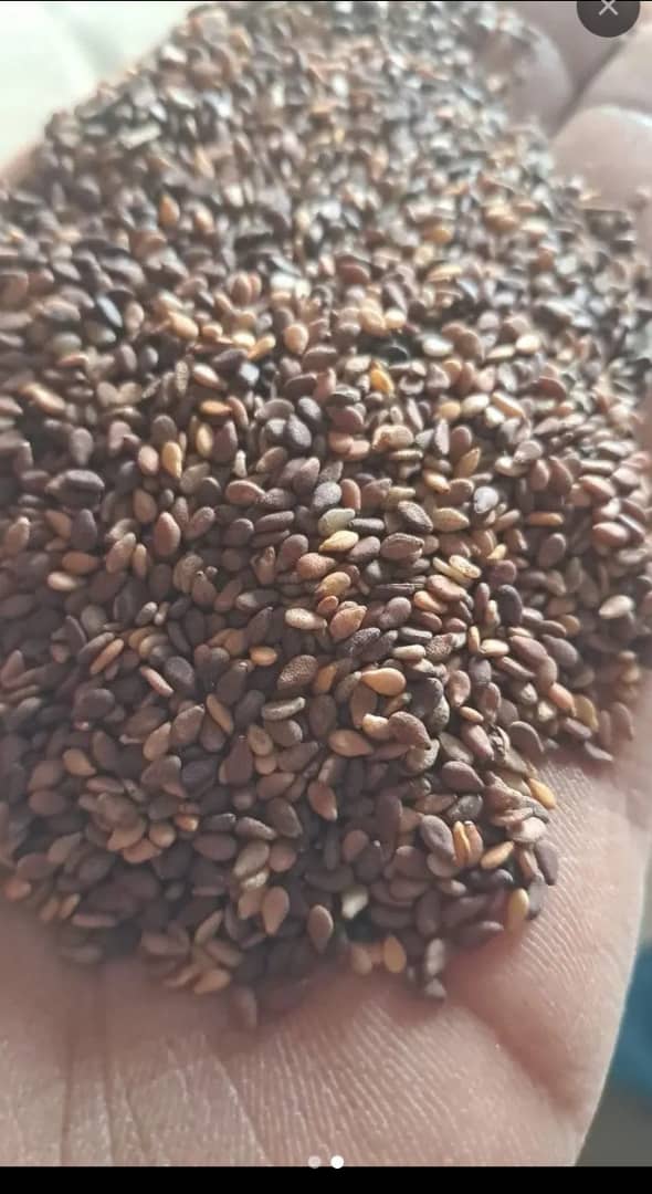 فروش کنجد قهوه ای