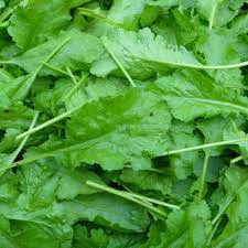 فروش شاهی - تره تیزک