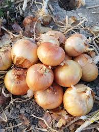 فروش پیاز