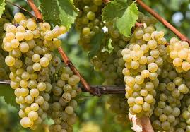 فروش انگور