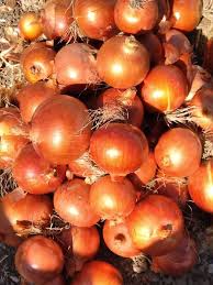 فروش پیازطلایی