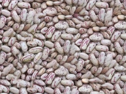 فروش لوبیا چیتی