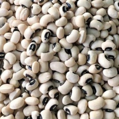 فروش لوبیا چشم بلبلی