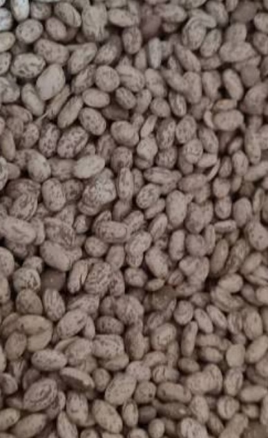 فروش لوبیا چیتی