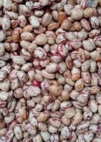 فروش لوبیا چیتی