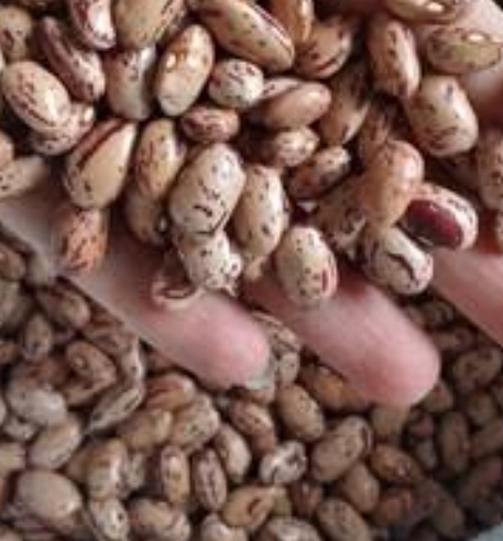 فروش لوبیا چیتی