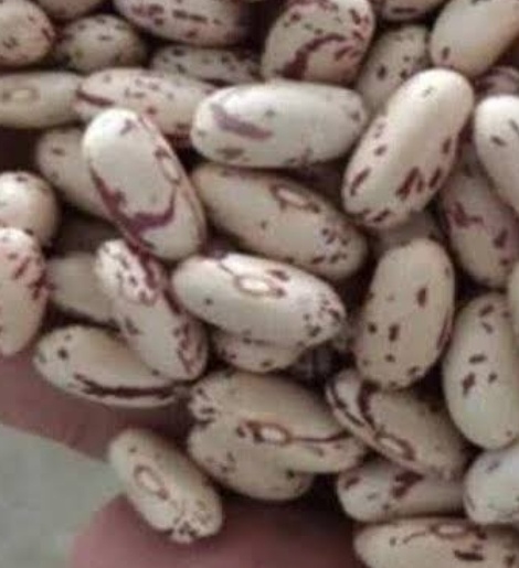 فروش لوبیا چیتی بذری