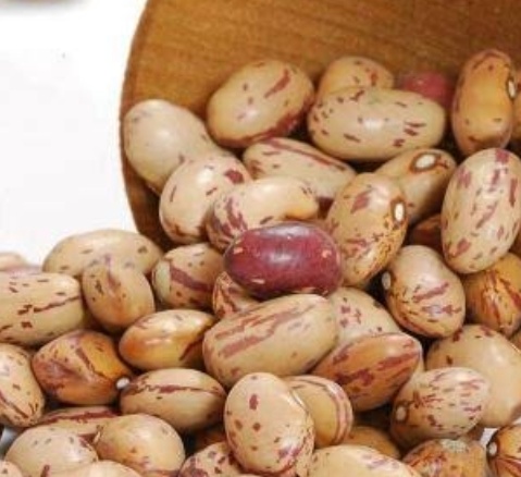 فروش لوبیا چیتی