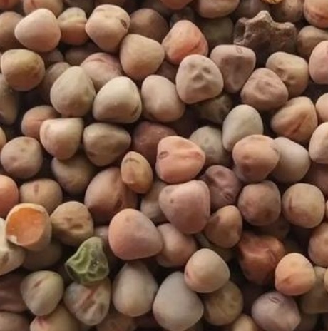 فروش گاودانه - کرسنه  - کوروشنه