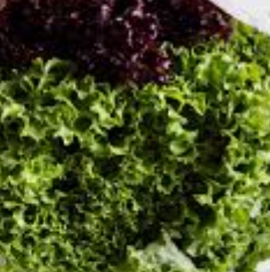 فروش کاهو فرانسوی