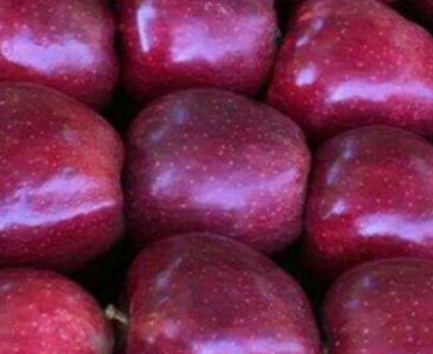 فروش سیب قرمز