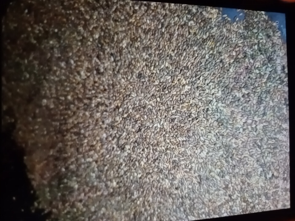 فروش کنجدقهوه ای