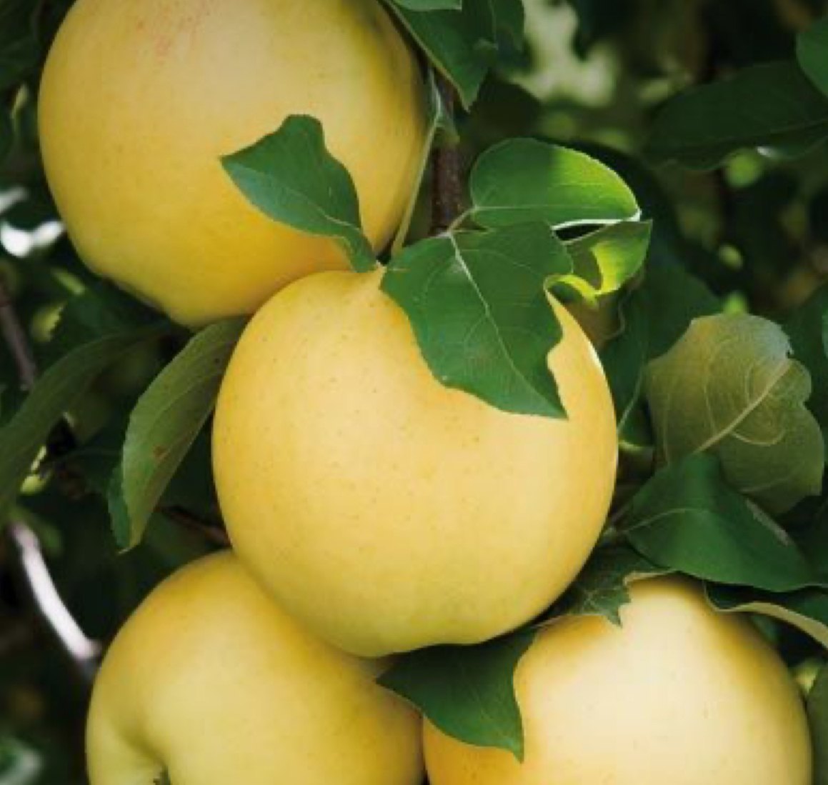 فروش سیب زرد