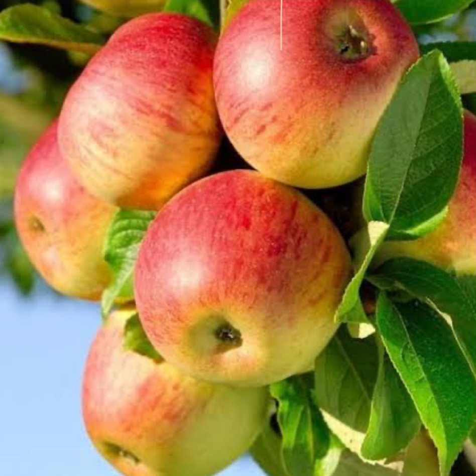 فروش سیب گالا