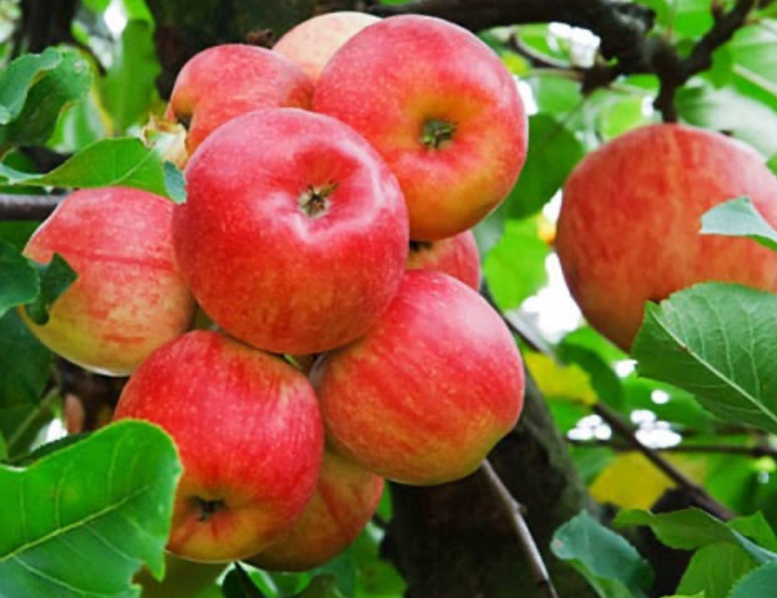 فروش سیب گلاب کهن