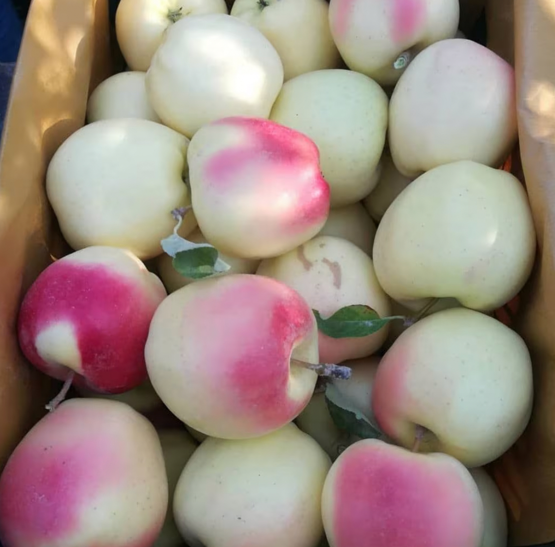 فروش سیب عروس