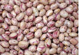 فروش لوبیا چیتی