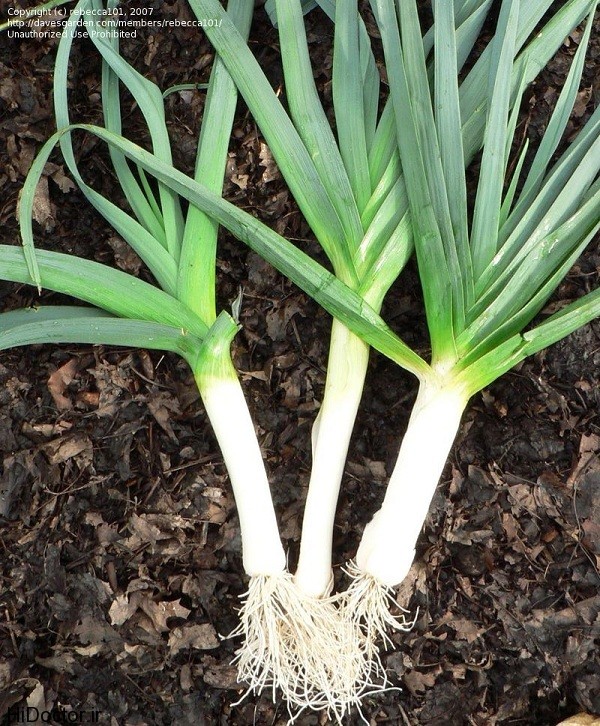 فروش تره - سبزی خورشتی