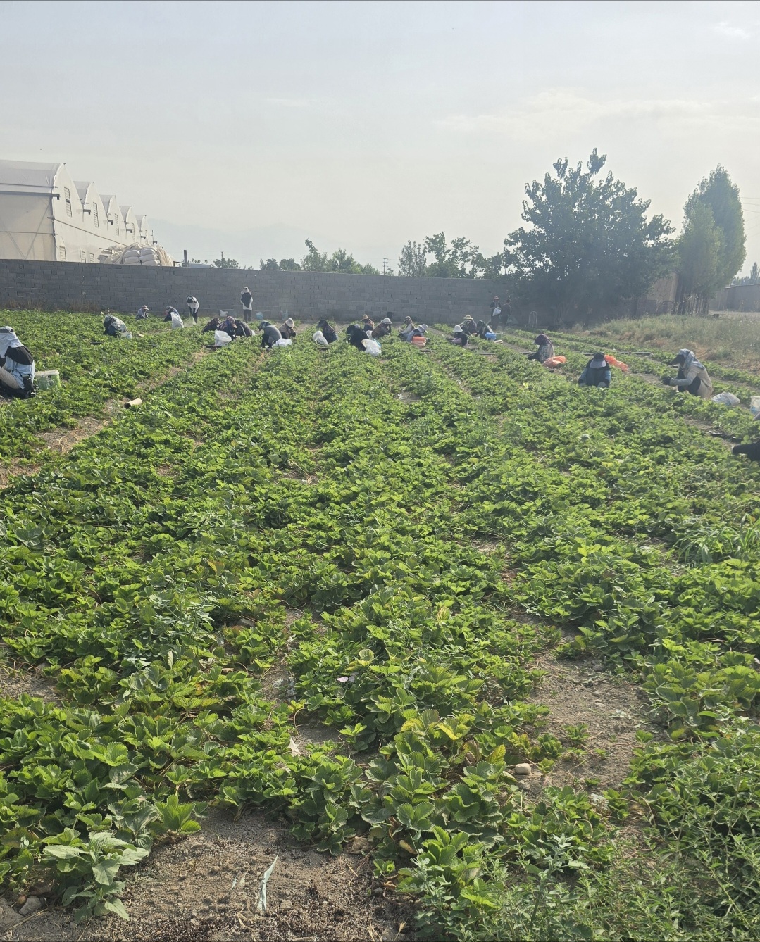 فروش نشا توت فرنگی