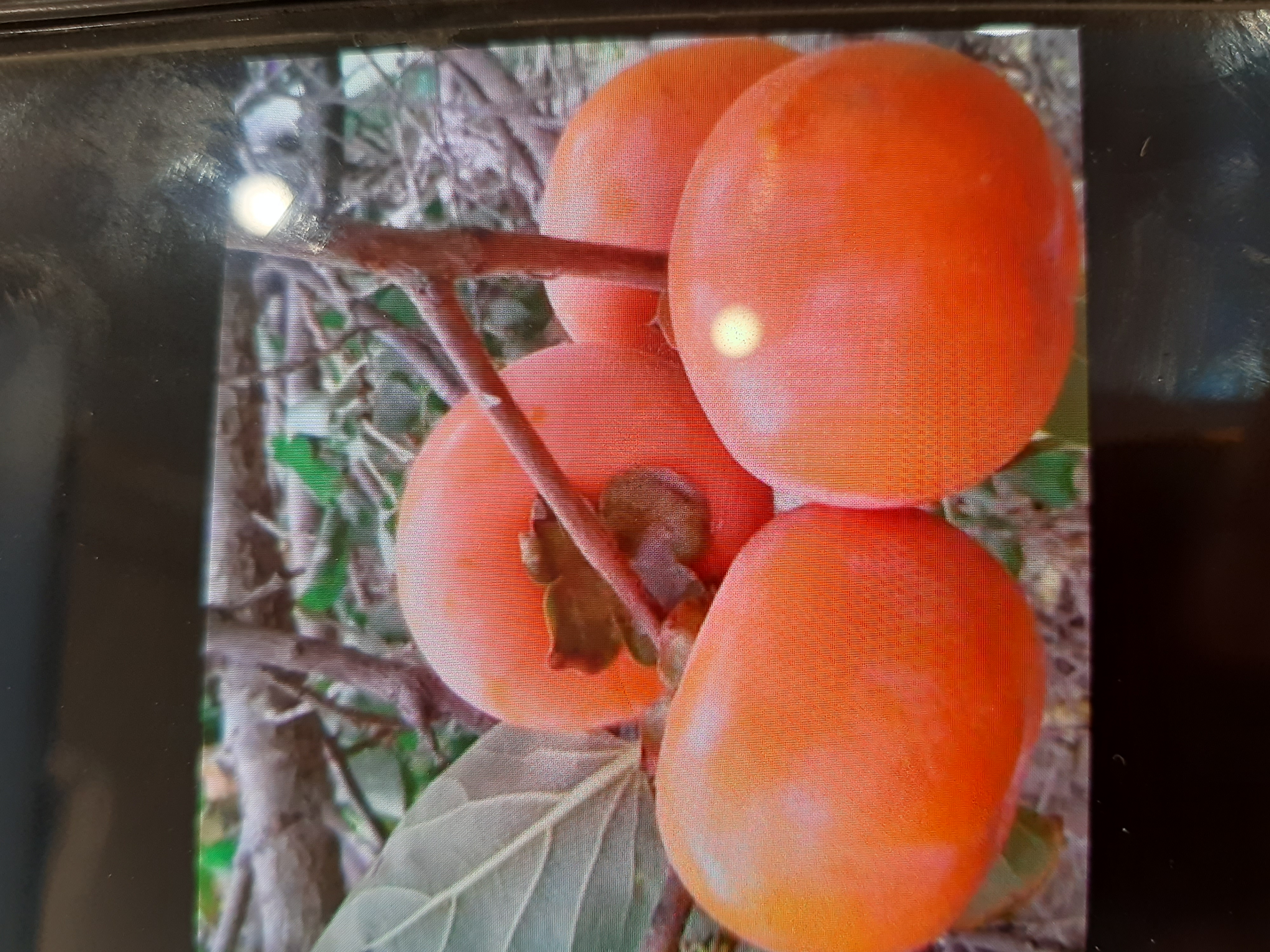 فروش خرمالو