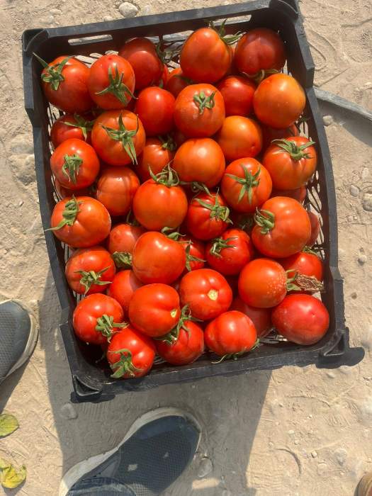 فروش گوجه فرنگی