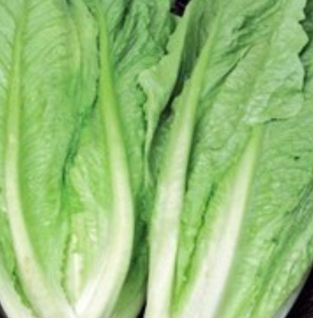 فروش کاهو ایرانی - رومانو