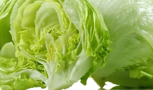 فروش کاهو ایسبرگ - آیسبرگ