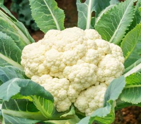 فروش گل کلم