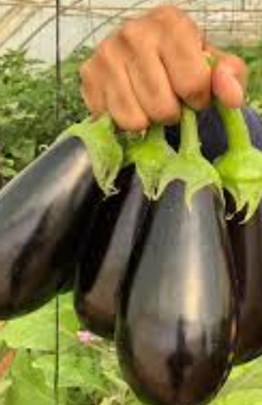 فروش بادمجان