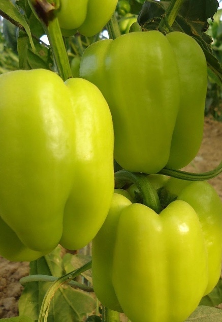 فروش فلفل دلمه ای فسفری