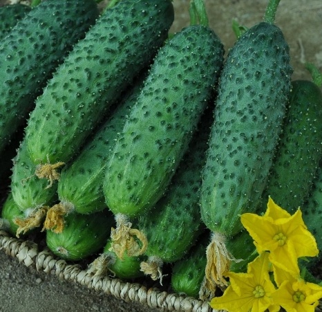 فروش خیار خاردار