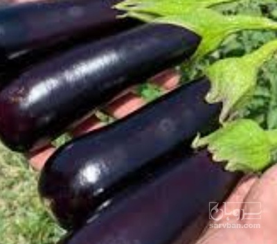 فروش بادمجان