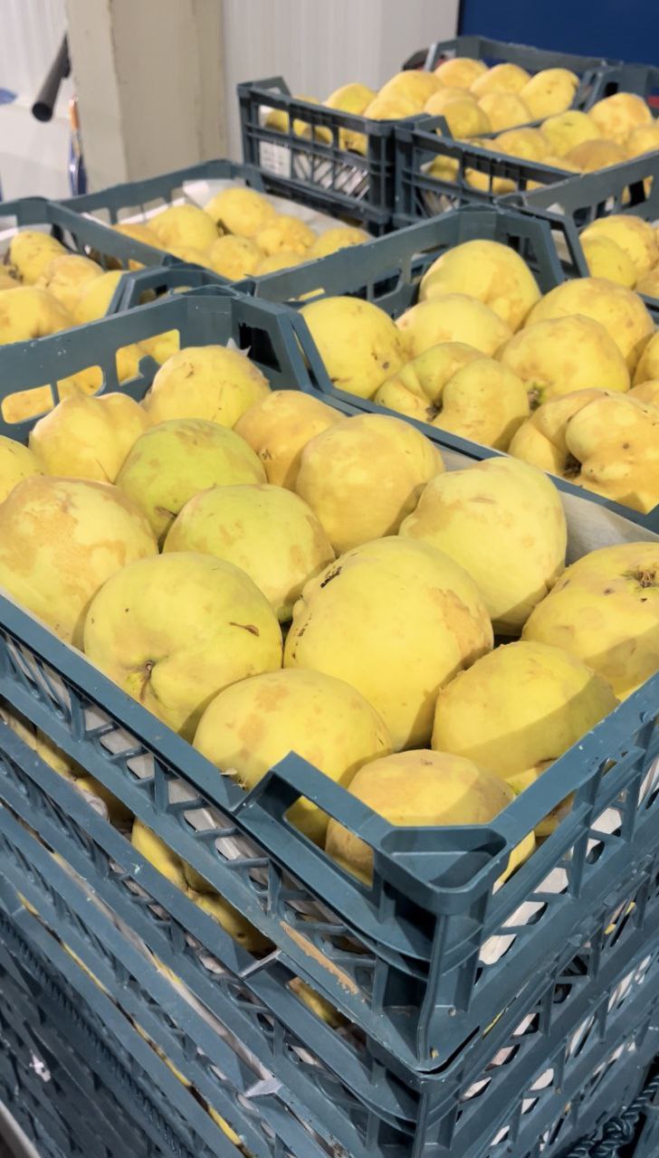 فروش به میوه