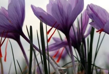 فروش ریشه زعفران (گیاه‌ دارویی)