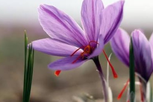 فروش زعفران سرگل گیاه‌ دارویی)