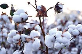 فروش پنبه