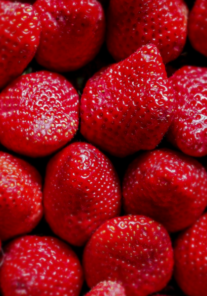 فروش توت فرنگی