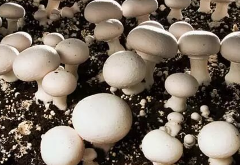 فروش قارچ دکمه ای