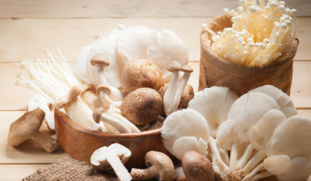 فروش قارچ صدفی