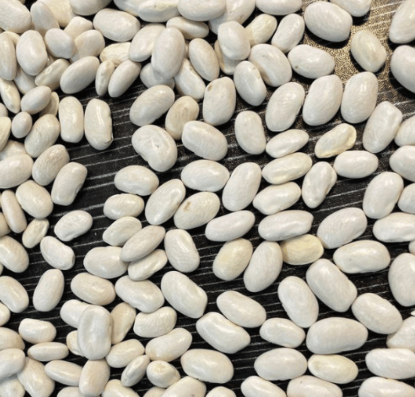 فروش لوبیا سفید