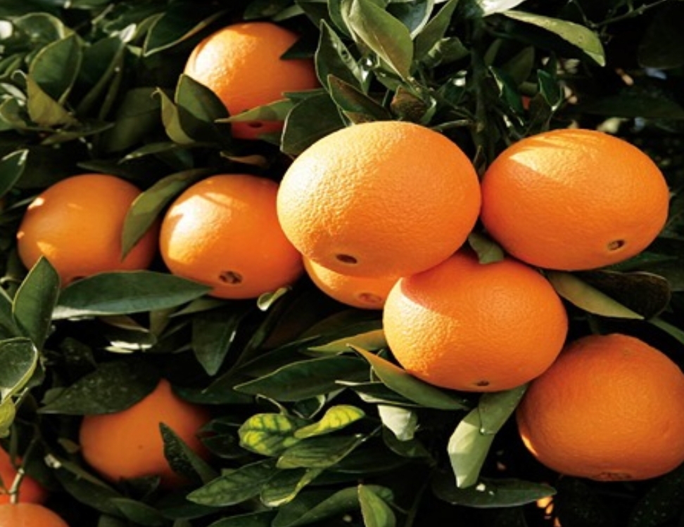 فروش پرتقال