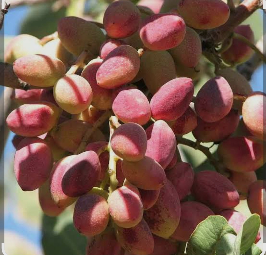 فروش پسته احمدآقایی