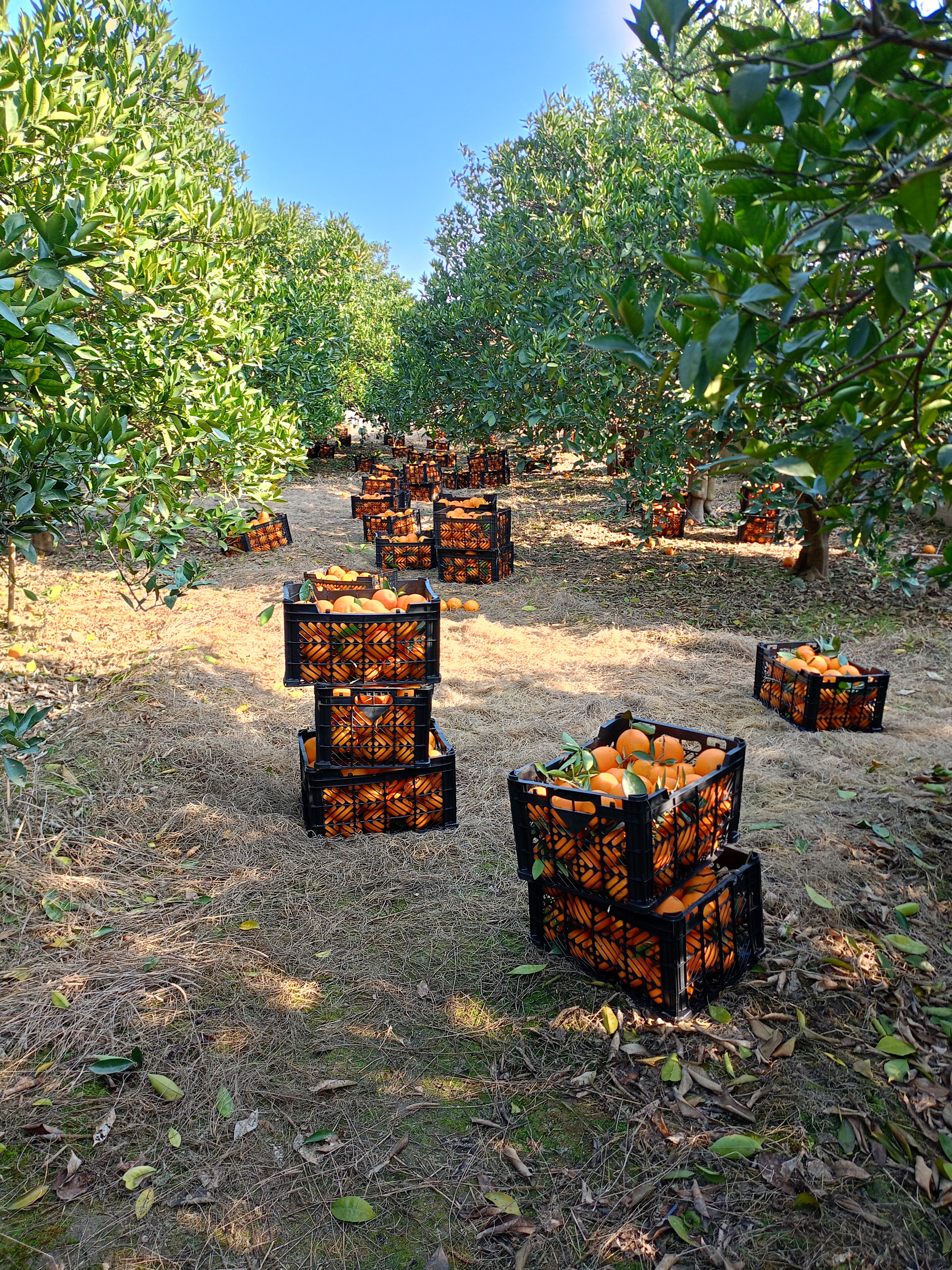 فروش پرتقال