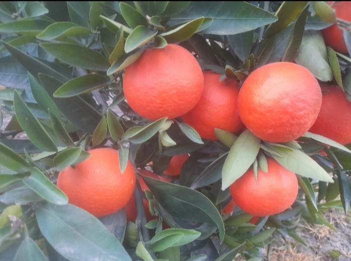 فروش نارنگی