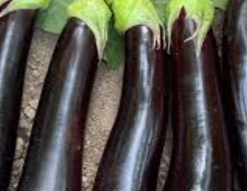 فروش بادمجان