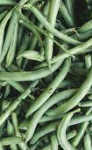 فروش لوبیا سبز